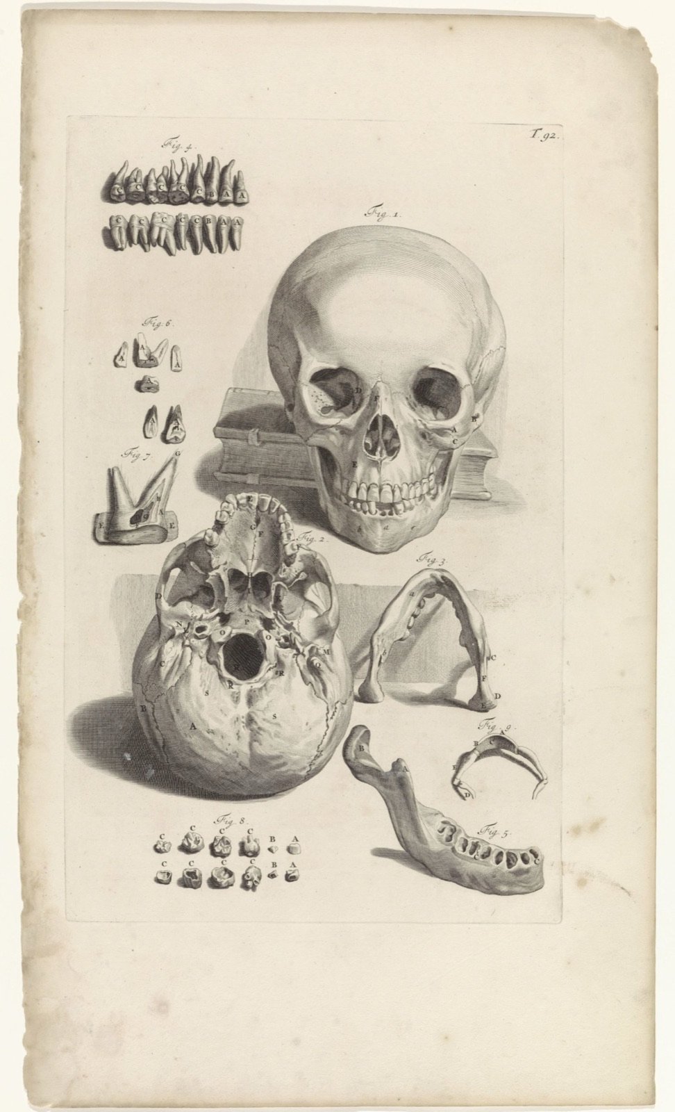 Anatomische studie van een schedel en de kaak, Pieter van Gunst