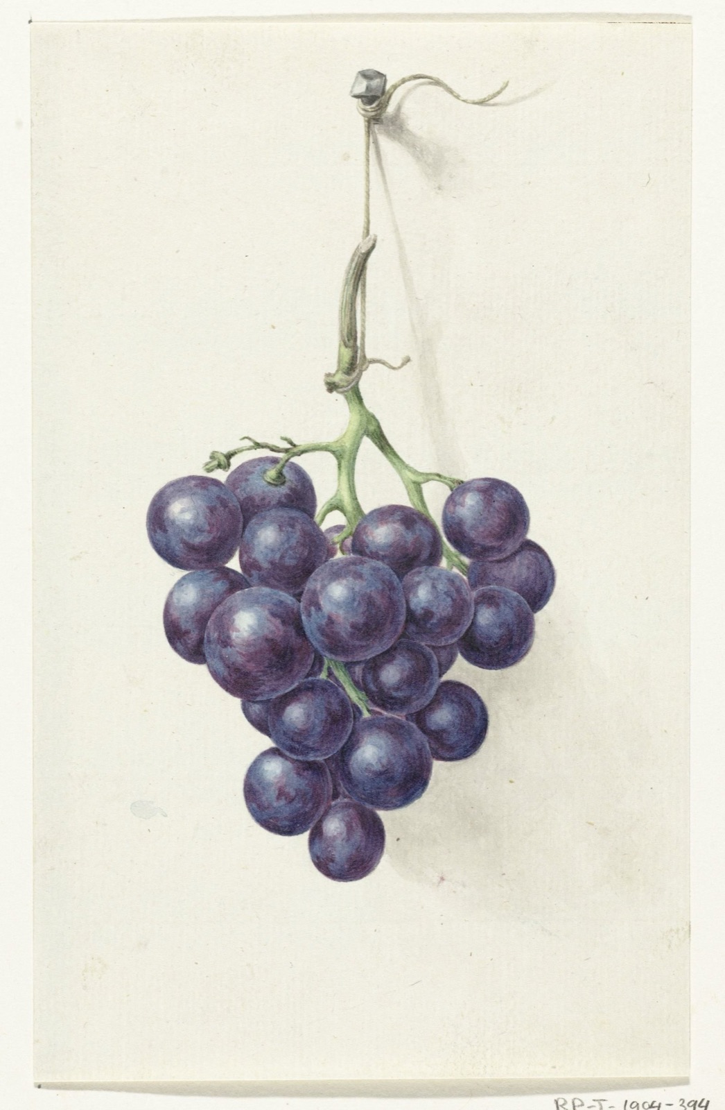 Tros blauwe druiven, Jean Bernard
