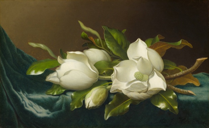 Magnolie na světle modrém sametu, Martin Johnson Heade
