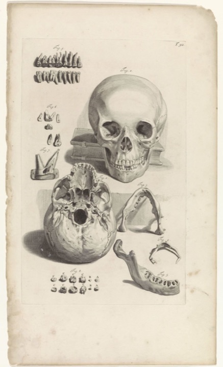 Anatomische studie van een schedel en de kaak, Pieter van Gunst