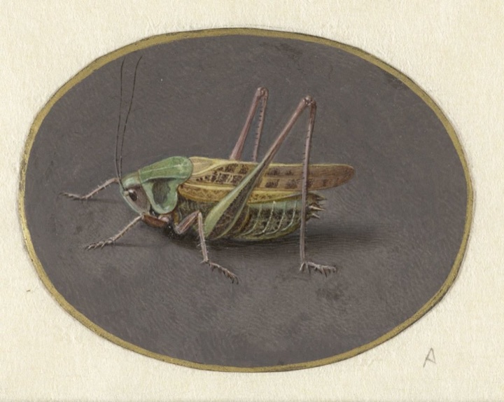 Sprinkhaan, Jan Augustin van der Goes