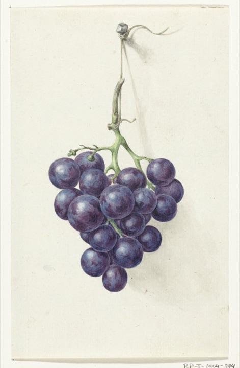 Tros blauwe druiven, Jean Bernard