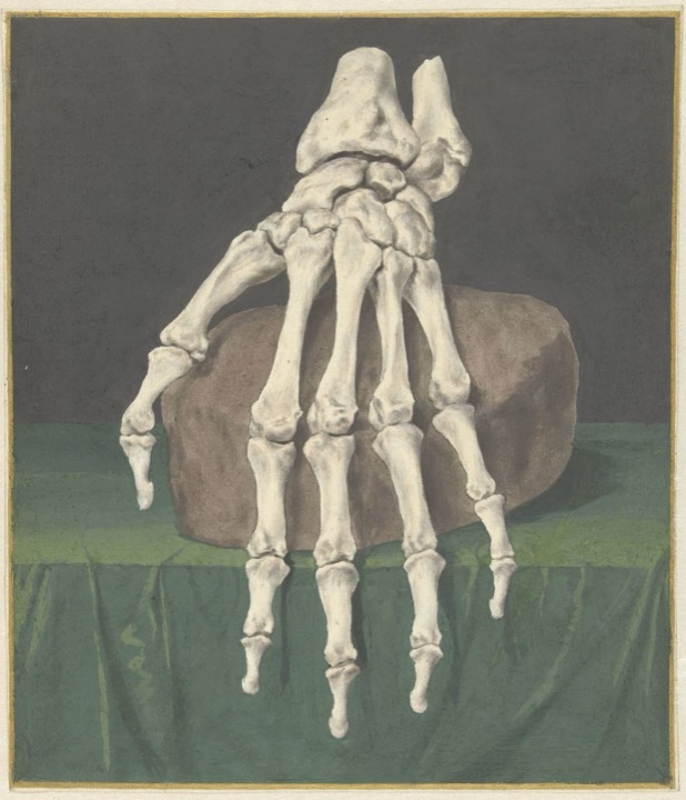 Skelet van een hand, Jan l’Admiral